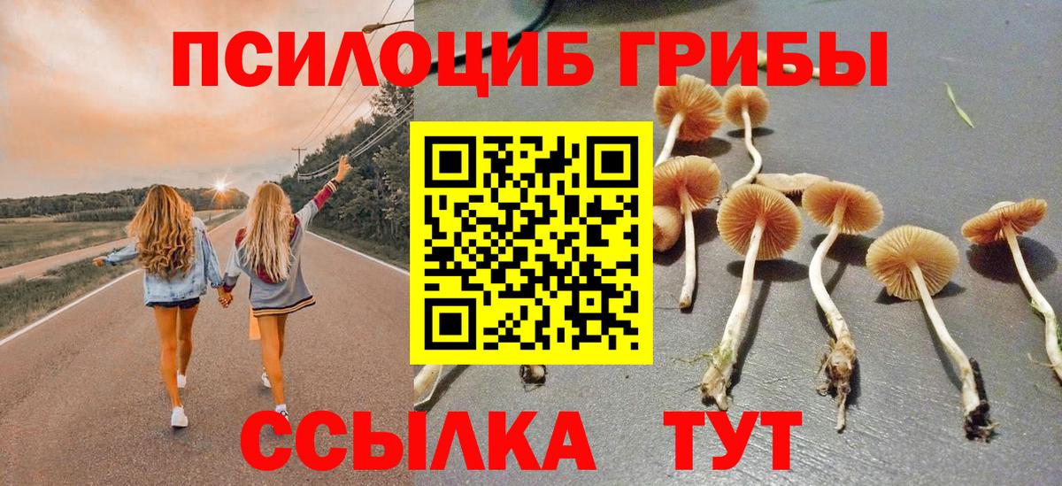 Псилоцибиновые грибы Psilocybe Черемхово